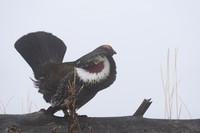 Dusky Grouse