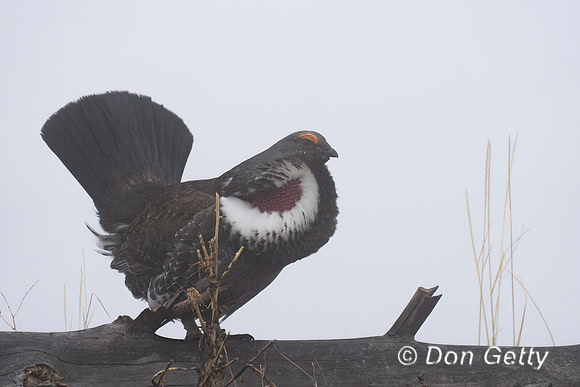 Dusky Grouse