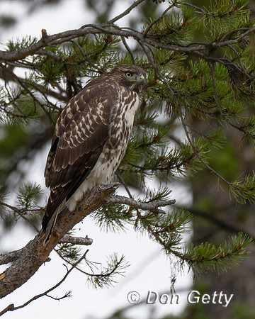 Red-tailed Hawk