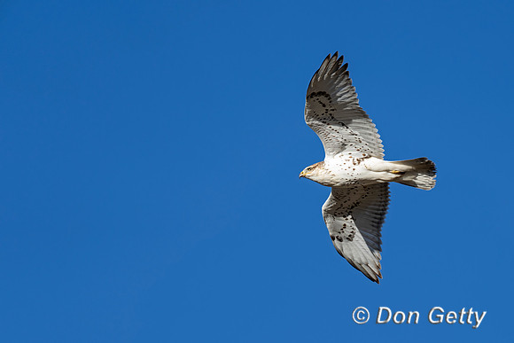 Ferruginous Hawk
