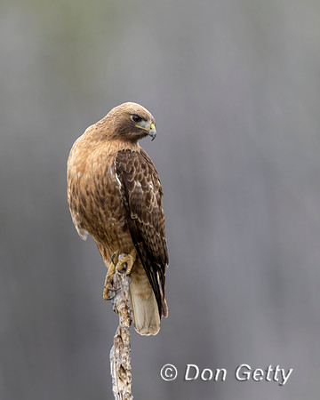 Red-tailed Hawk