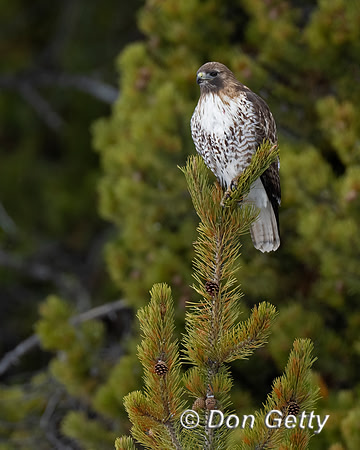 Red-tailed Hawk