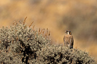 Kestrel_DSC07036