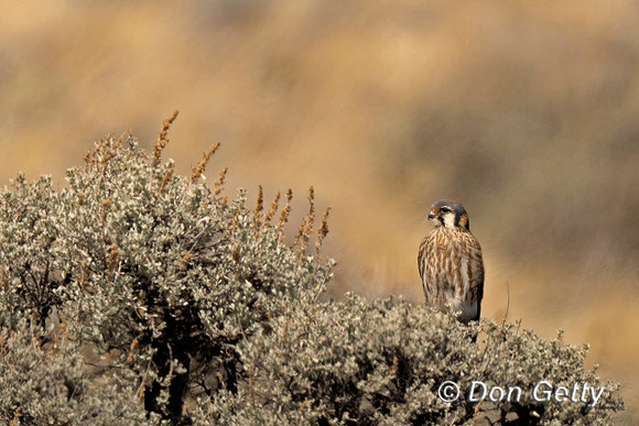 Kestrel_DSC07036