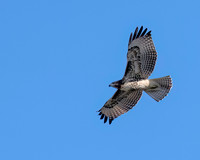Swainson's Hawk