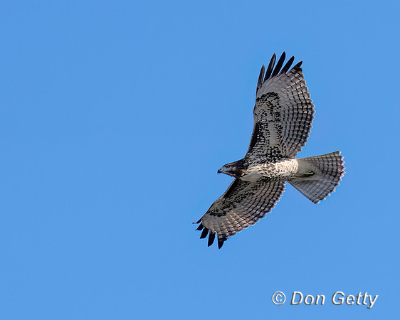 Swainson's Hawk
