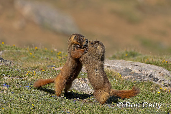 Marmot