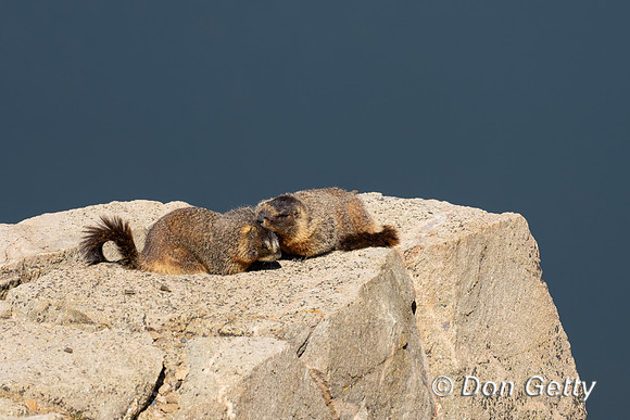 Marmot
