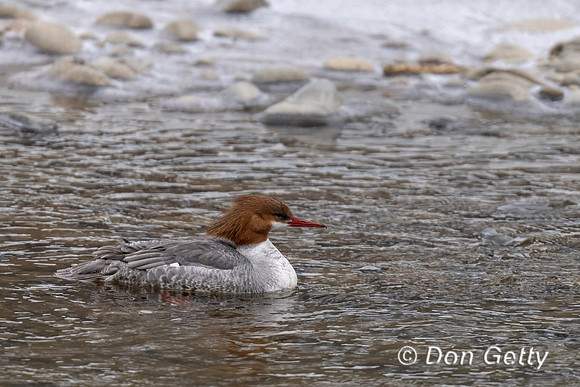 Common Merganser