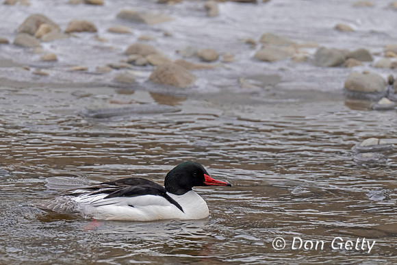 Common Merganser