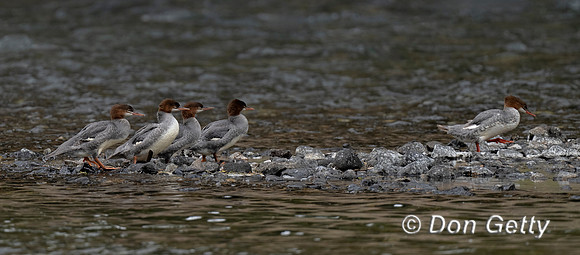 Common Merganser