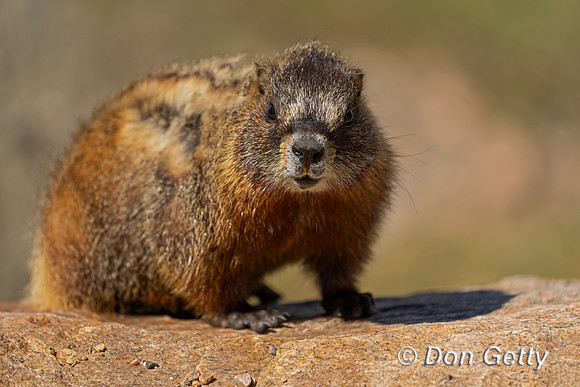 Marmot