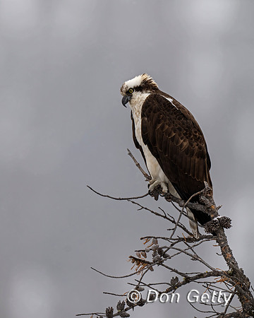 Osprey