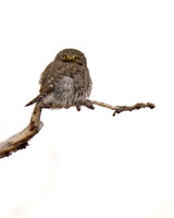 Northern Pygmy Owl