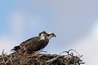 Osprey