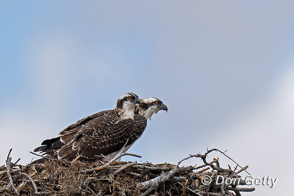 Osprey