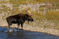 Bull Moose