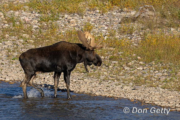 Bull Moose