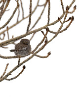 Northern Pygmy Owl