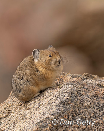 Pika