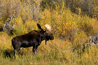 Bull Moose