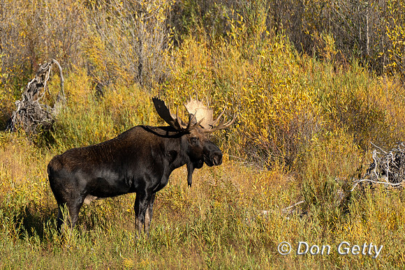 Bull Moose