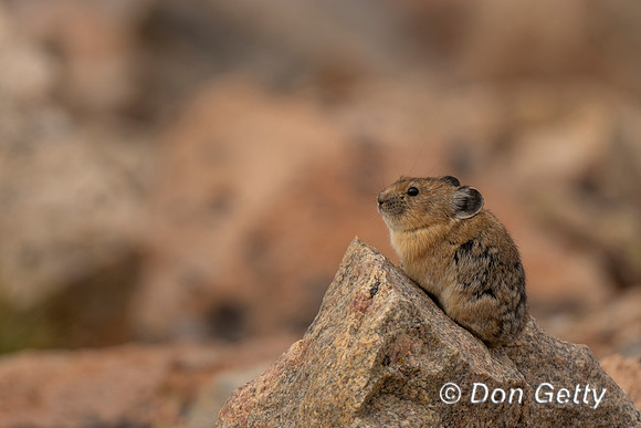 Pika