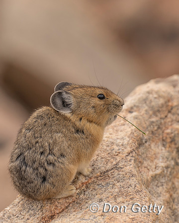 Pika