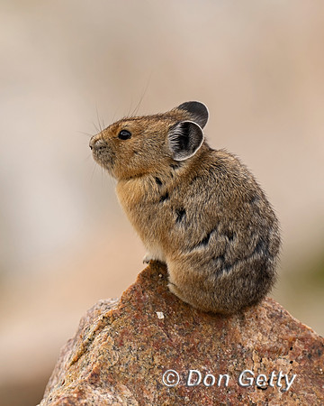 Pika