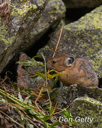 Pika