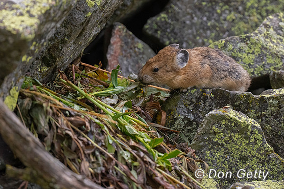 Pika