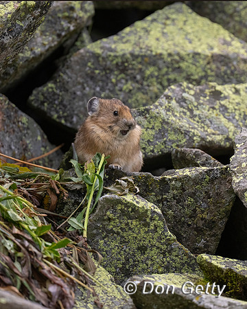 Pika