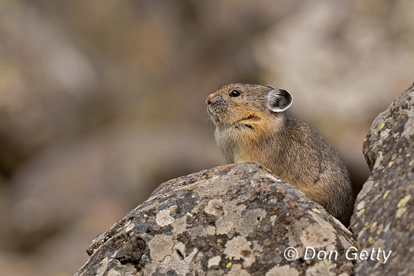 Pika