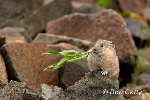 Pika