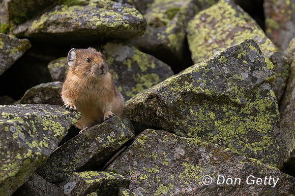 Pika