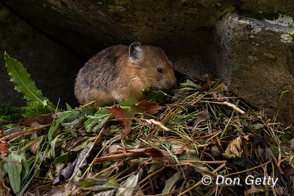 Pika