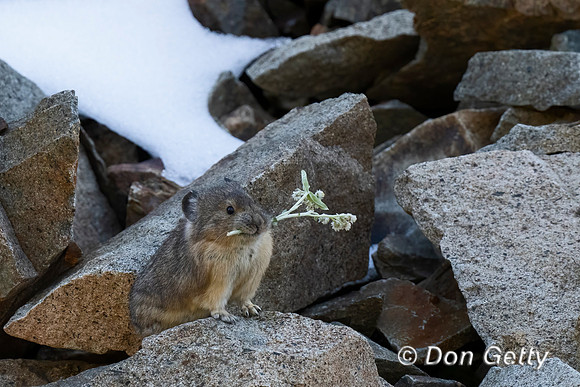 Pika