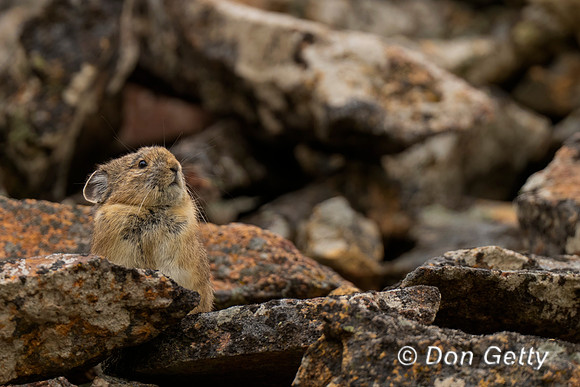 Pika