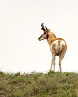Pronghorn Antelope