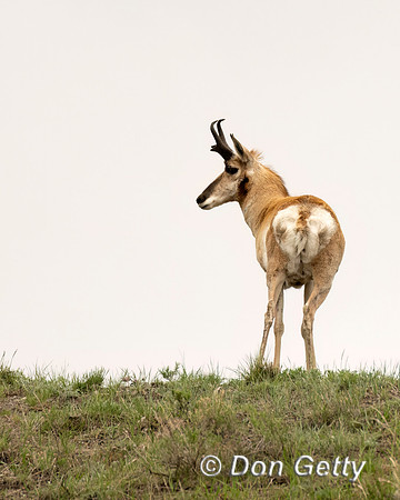 Pronghorn Antelope