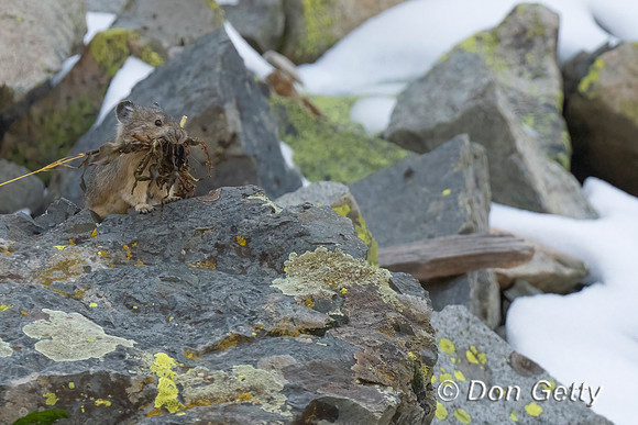 Pika