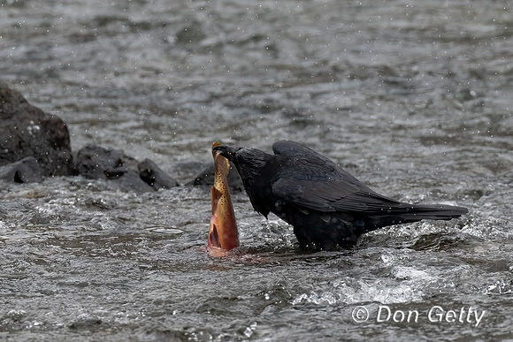 Common Raven
