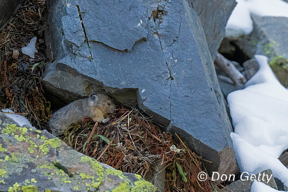 Pika