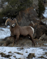 Bighorn Sheep