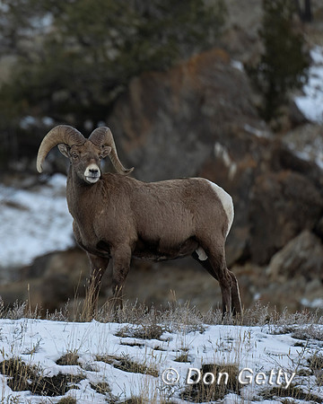 Bighorn Sheep