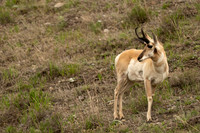 Pronghorn Antelope