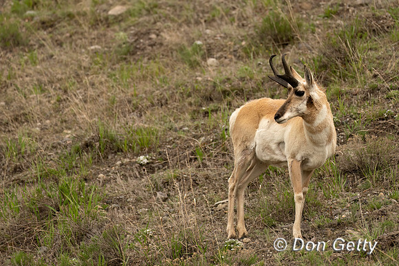 Pronghorn Antelope