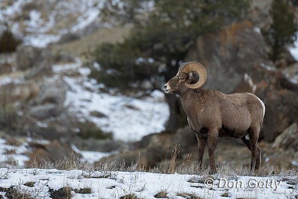 Bighorn Sheep