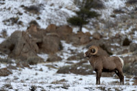Bighorn Sheep