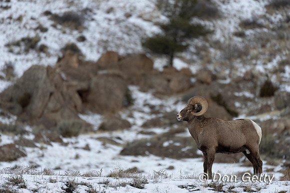 Bighorn Sheep